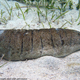 Illustration for article titled Why You Should Care That Sea Cucumbers Are Going Extinct
